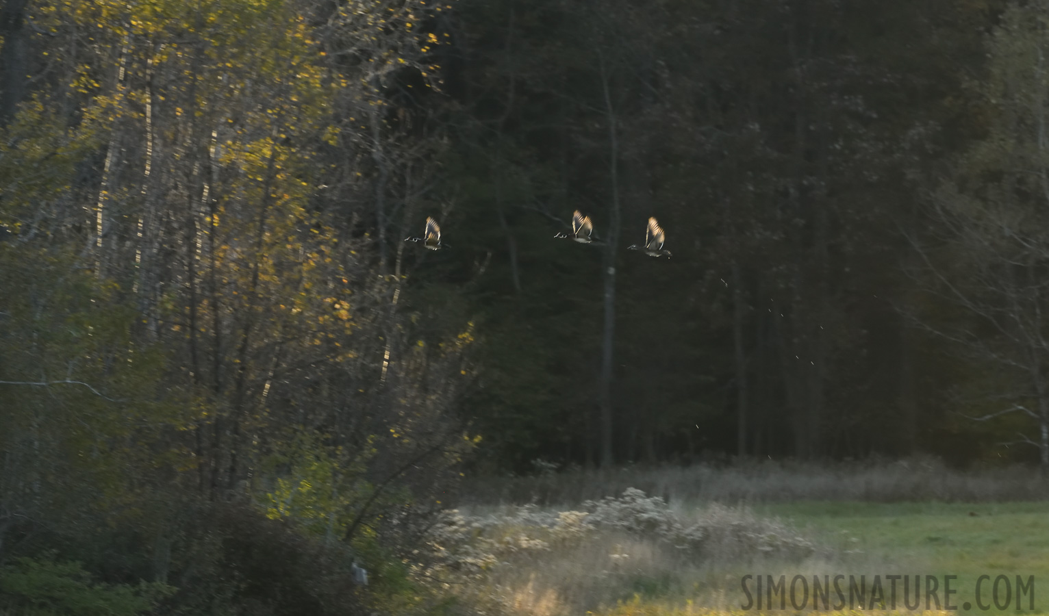 Aix sponsa [400 mm, 1/250 sec at f / 8.0, ISO 1600]